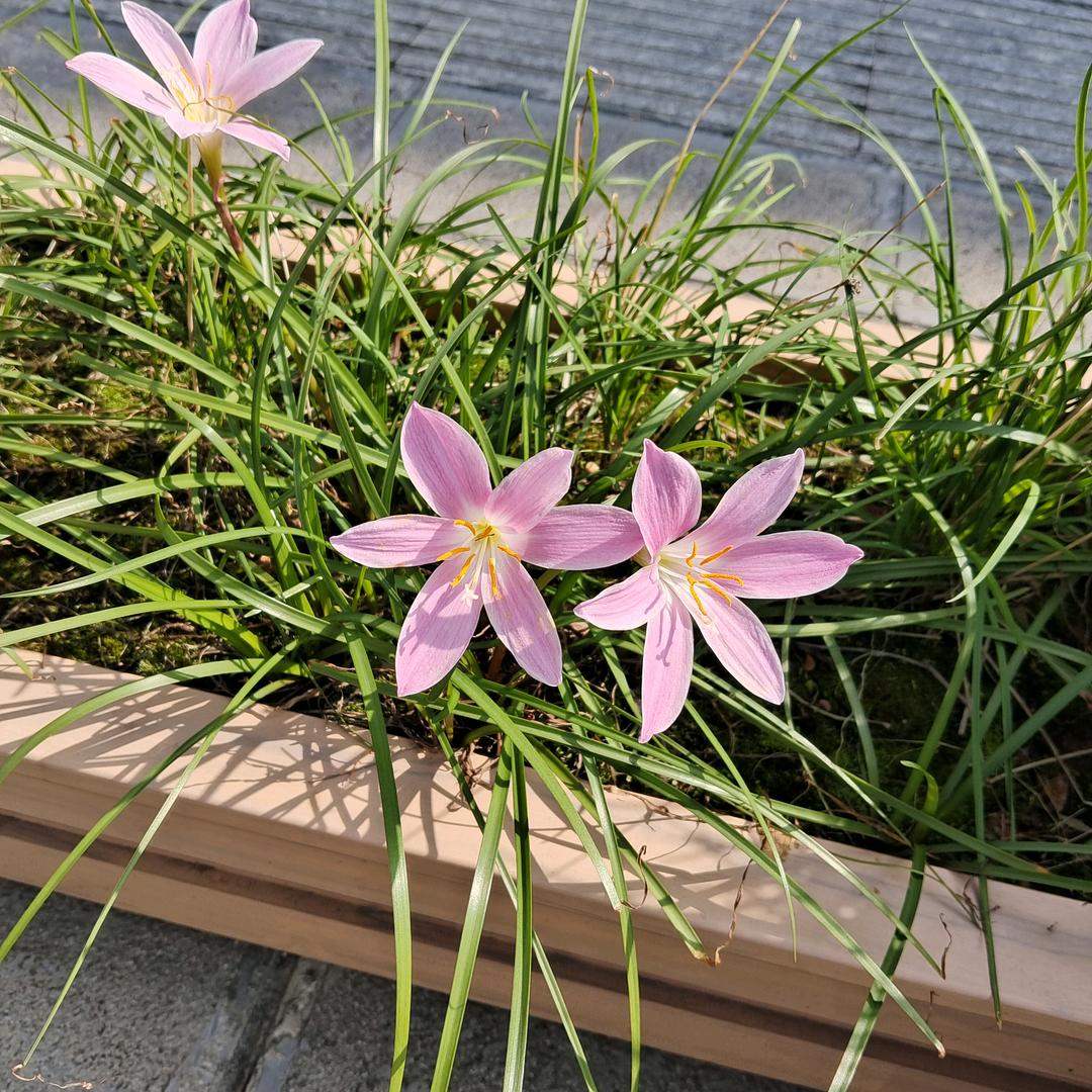 美好的梦