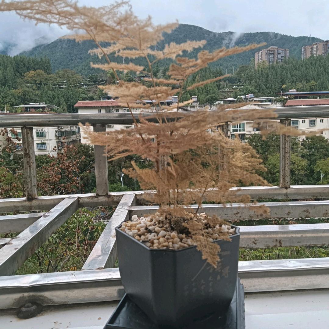 鹏哥