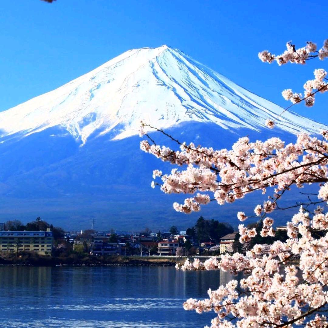 富士山的樱花开了🌸