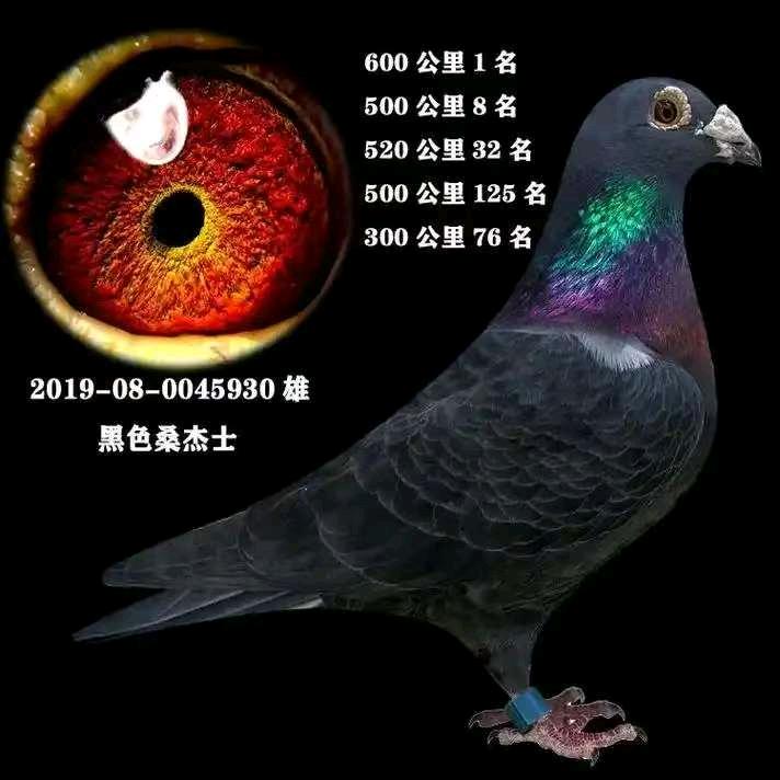 信鸽小店🌿🍃