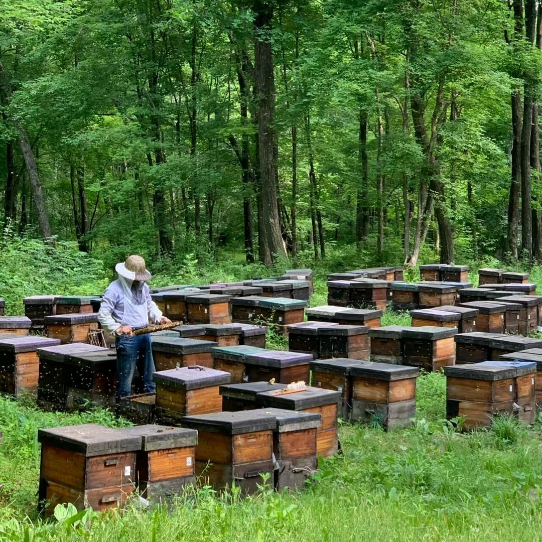 老蜂农蜂场