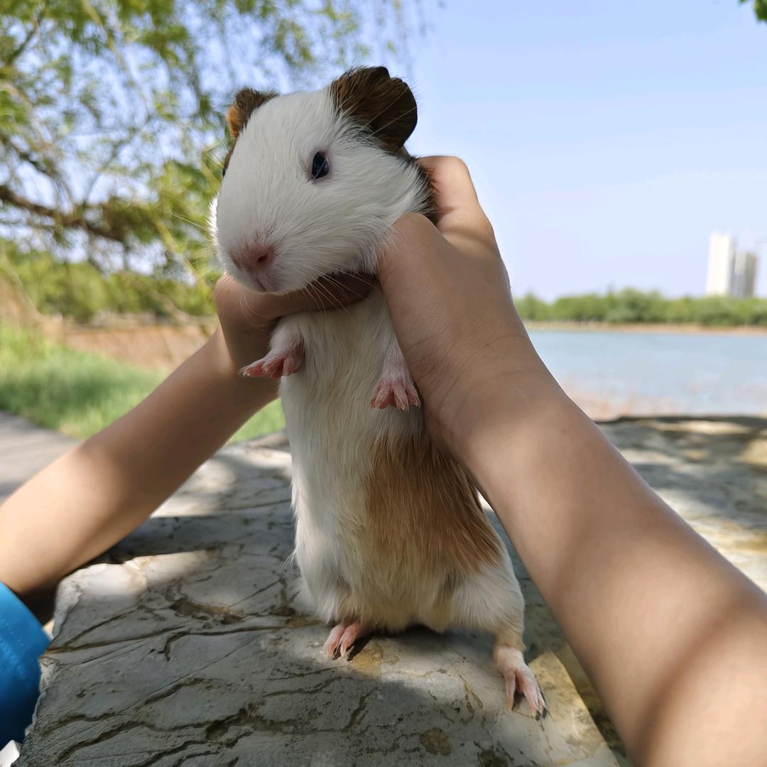 豚鼠奶牛、公主和仓鼠灰灰