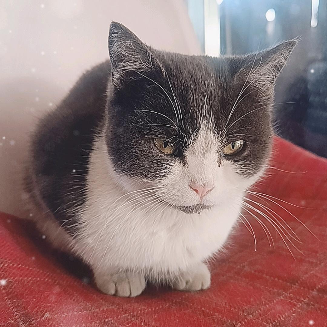 招财猫喵喵
