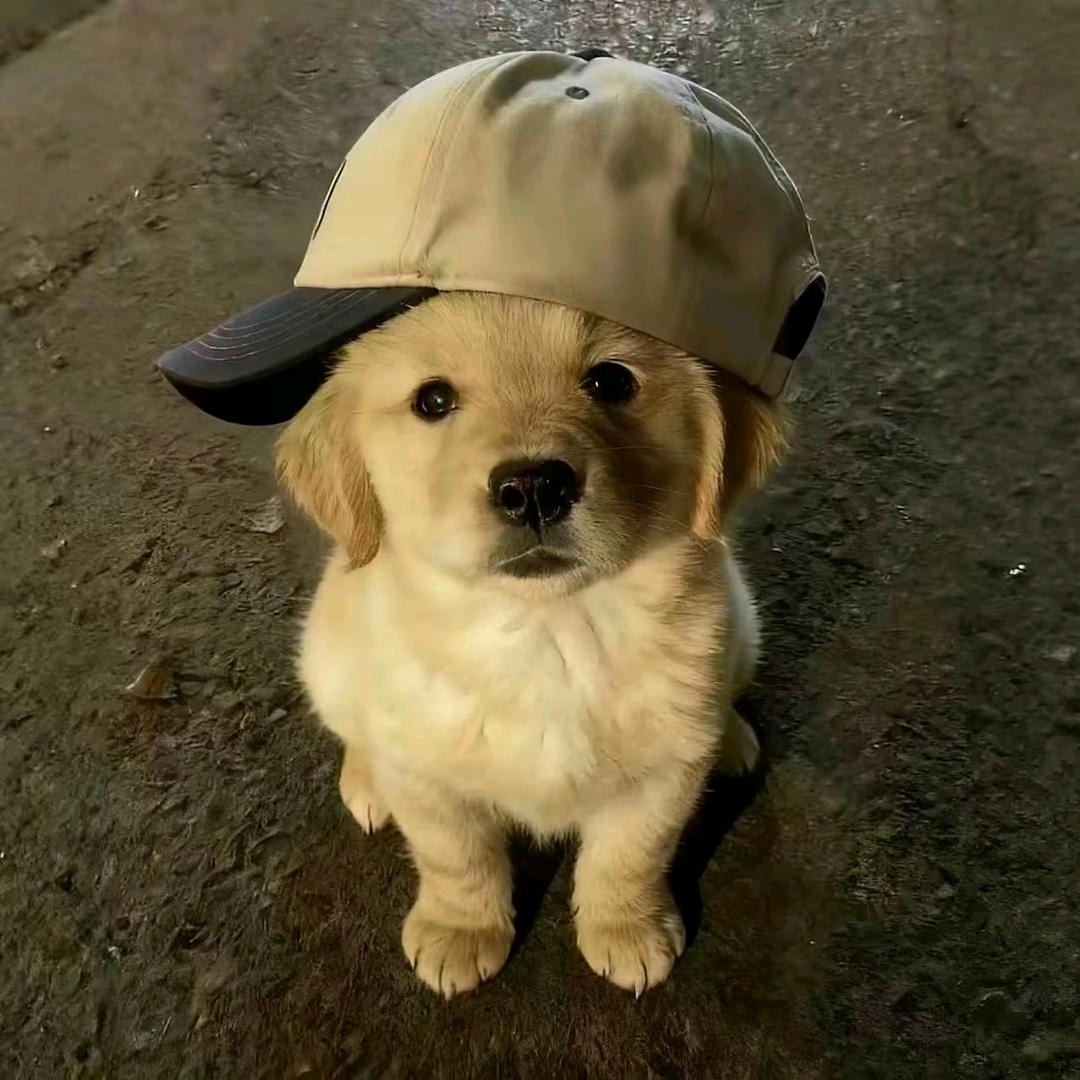 饿太饿了