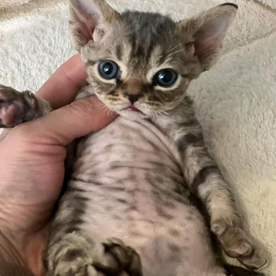 岩姐shiliumm166家猫