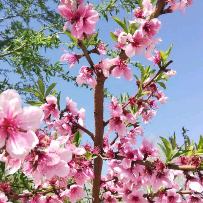 富 贵 花
