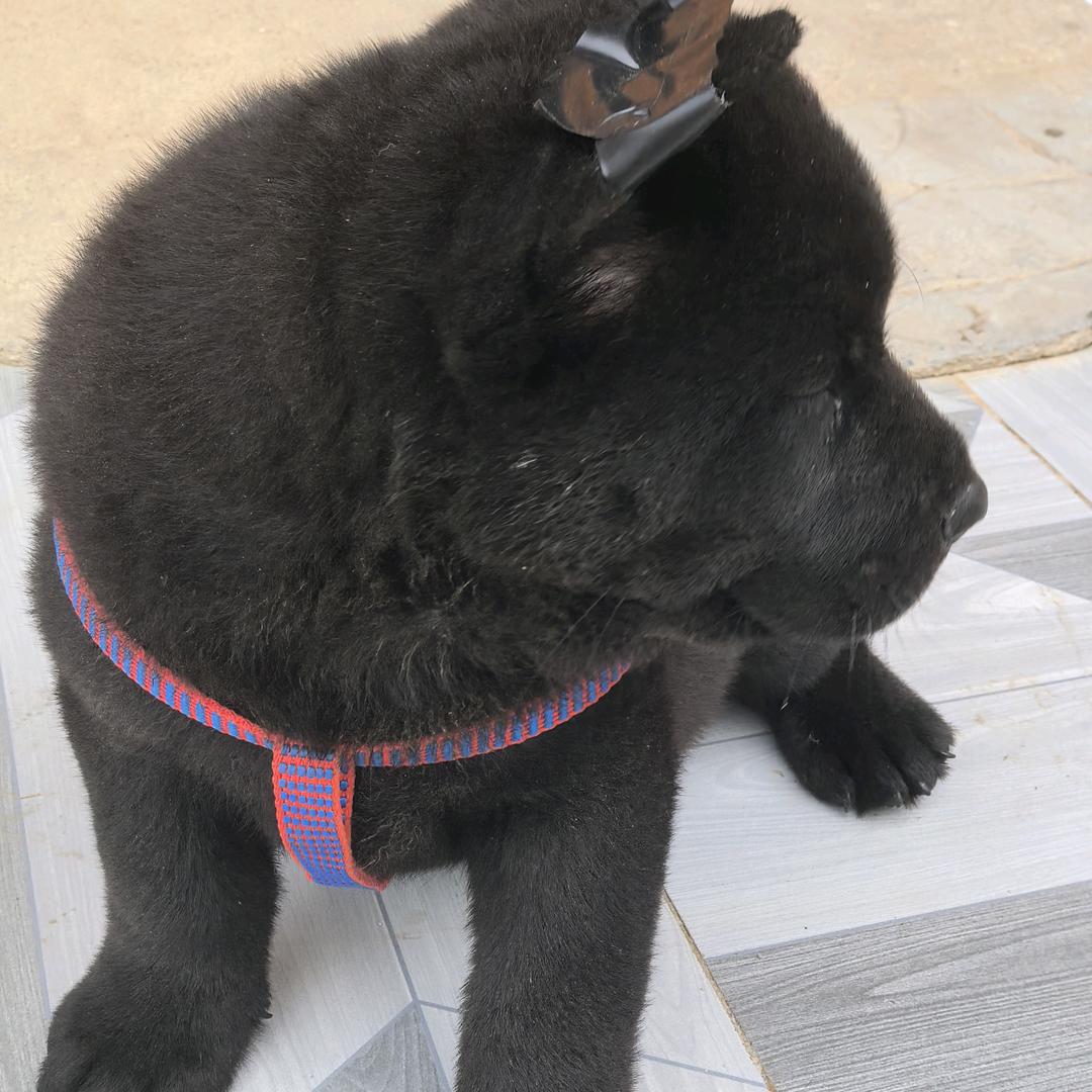 四镇五黑犬业