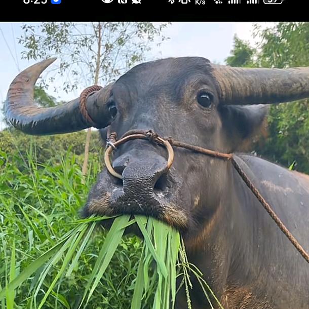 蛇么都好运V
