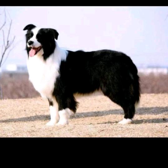 随风，爱养边牧