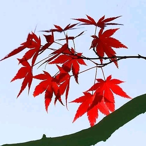 枫叶抚琴