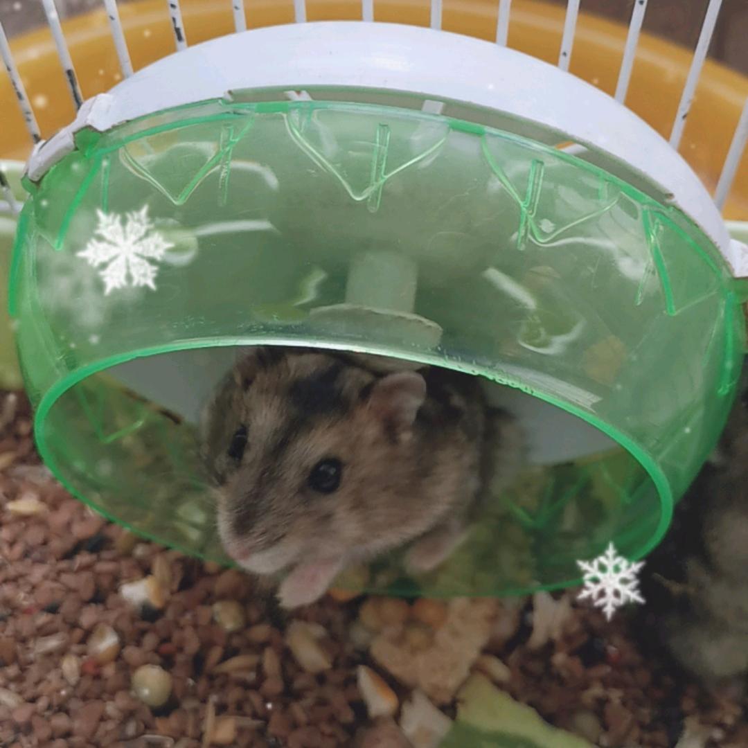 仓鼠三兄弟的日常