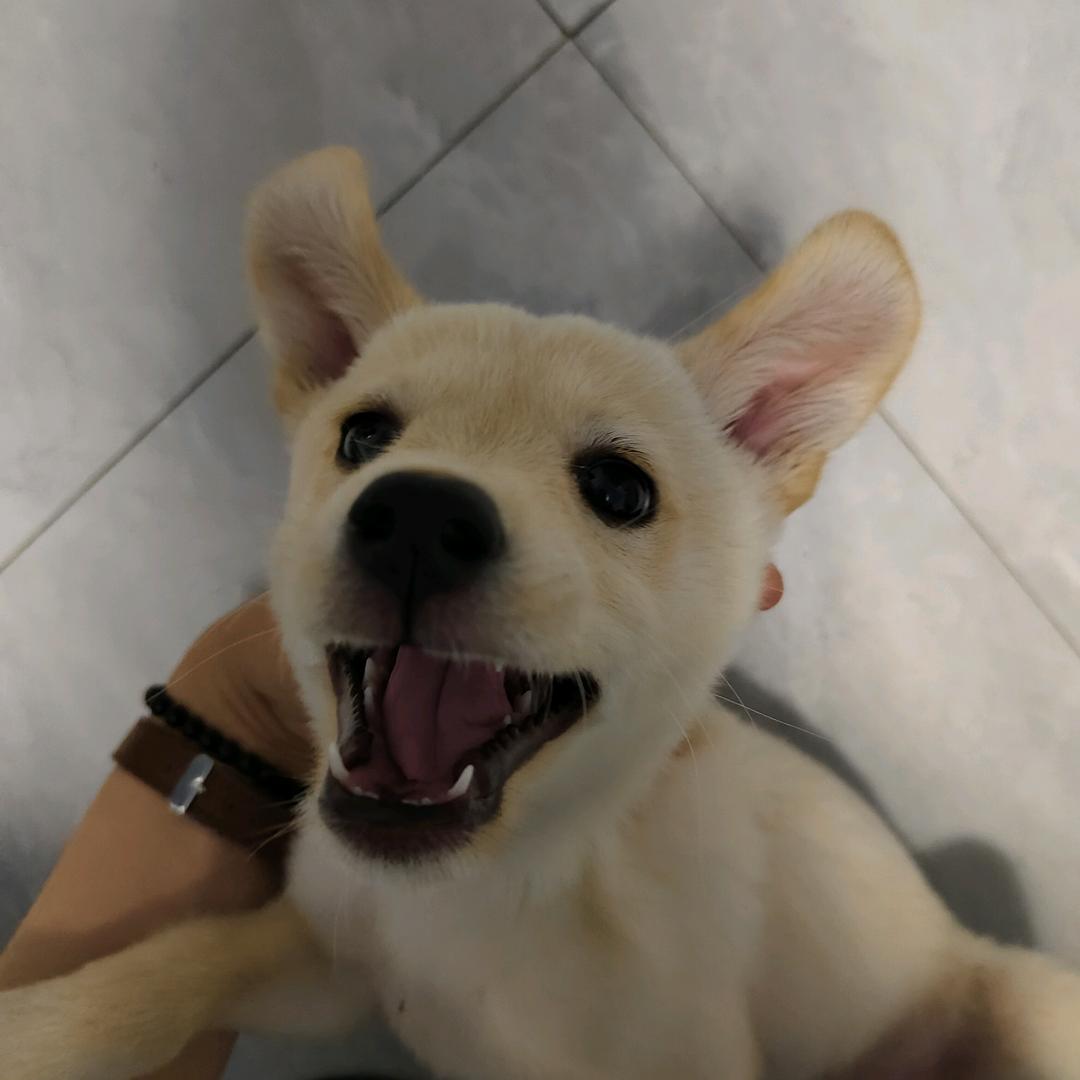 柠檬🐶