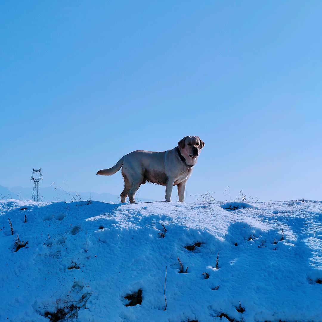 我家拉拉叫知了