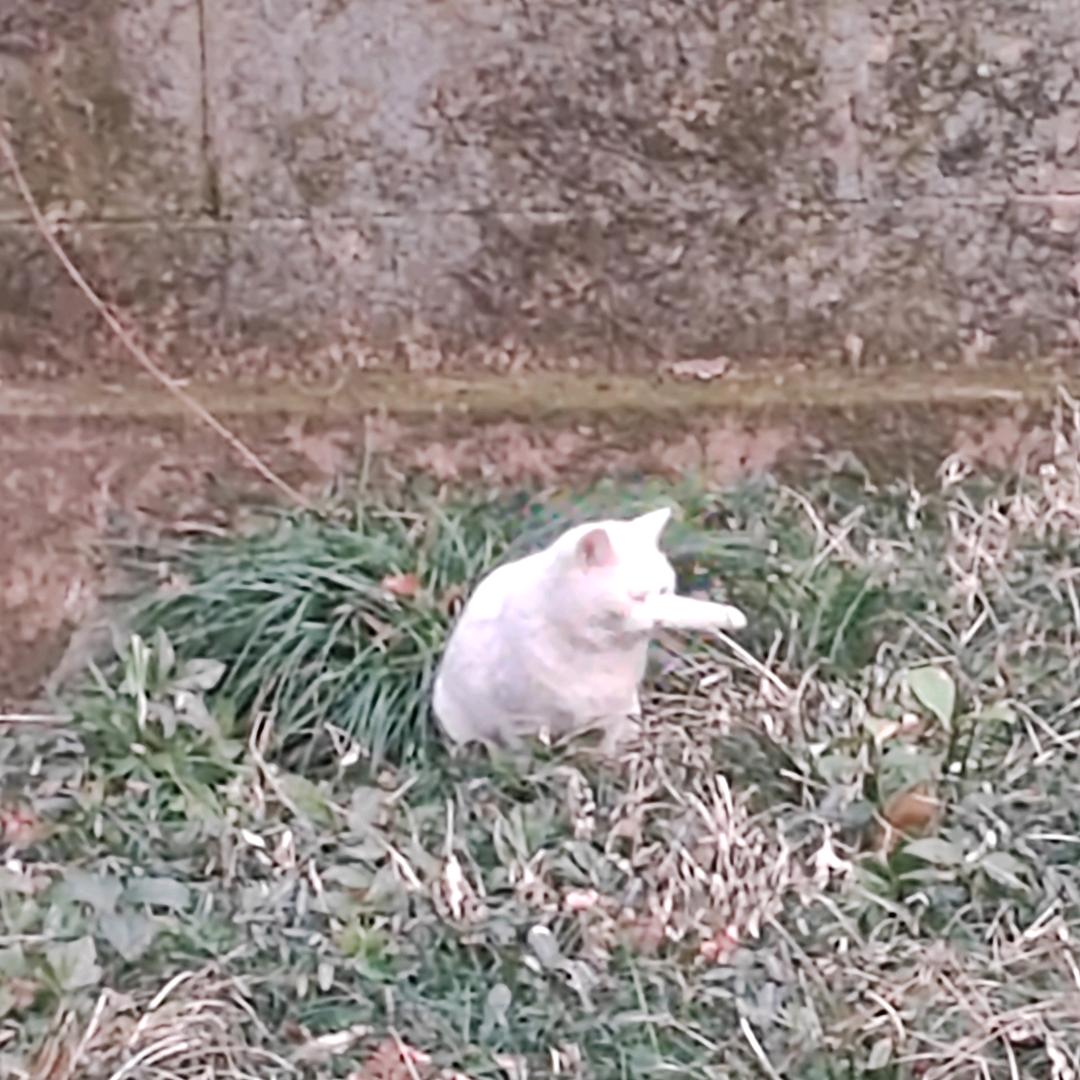偷吃奶酪烧蜜蜂