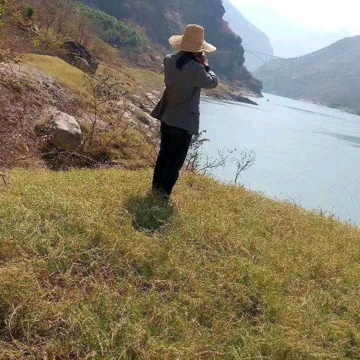 鹦哥