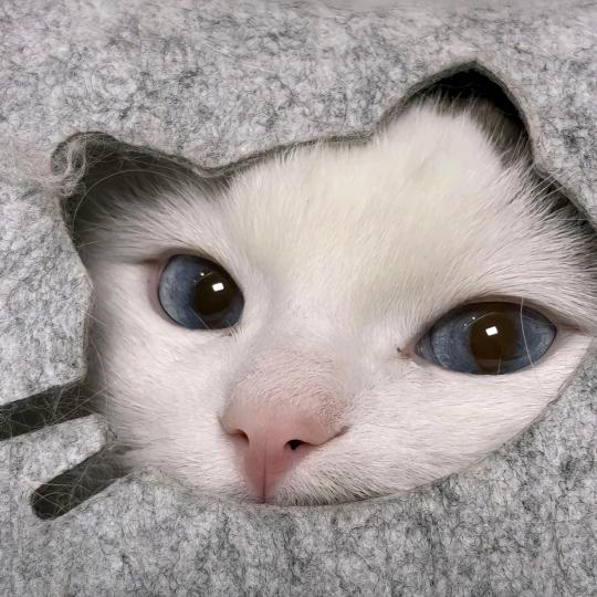 不服输的杰瑞