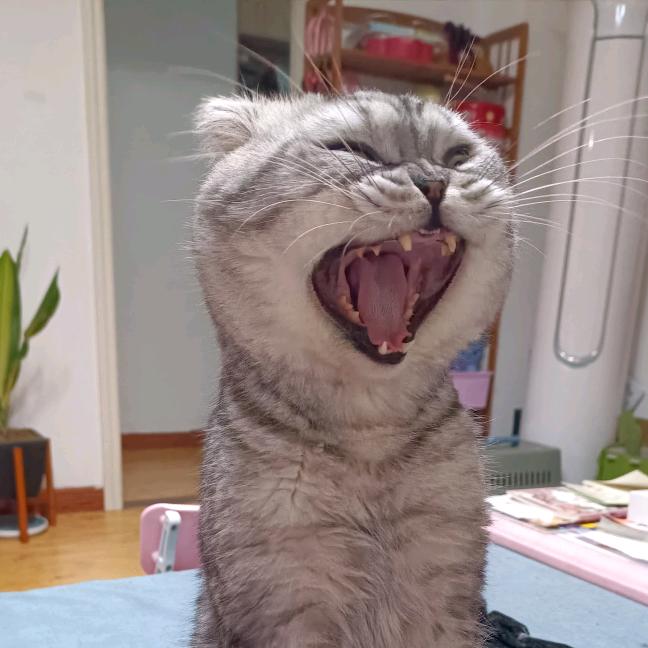 陈住气是只猫