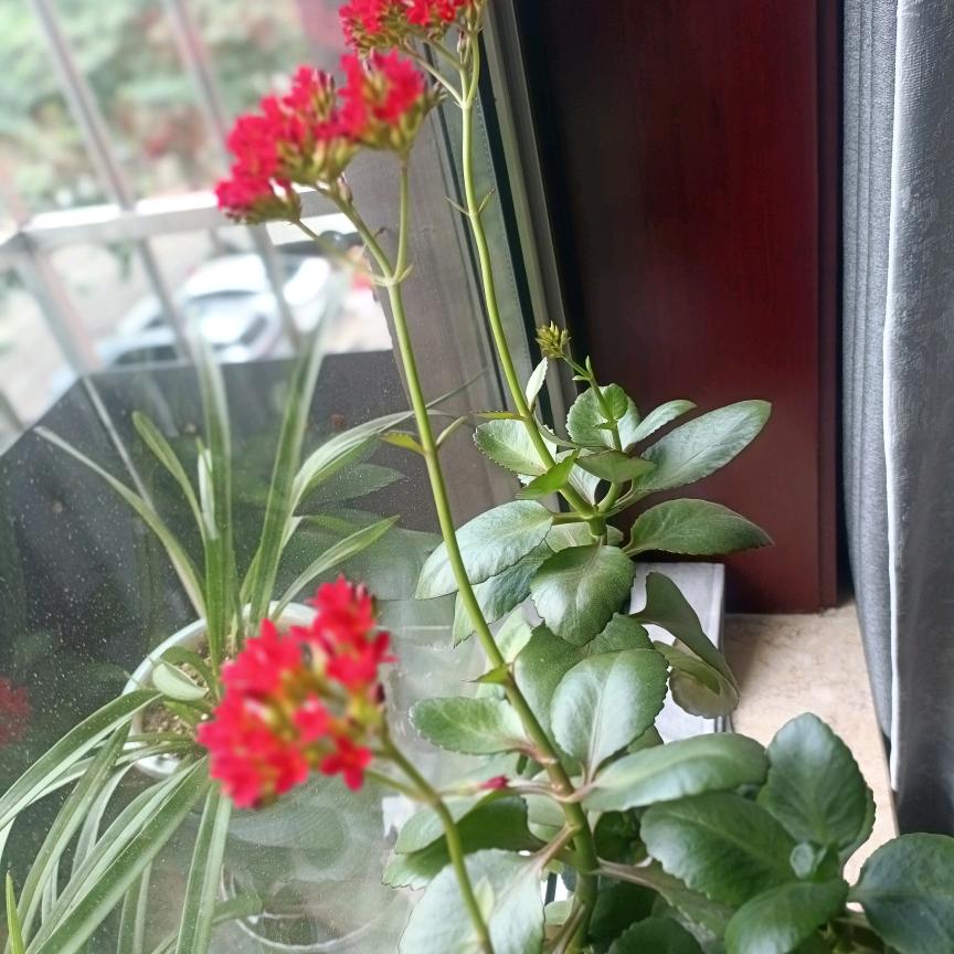 洁身花儿美
