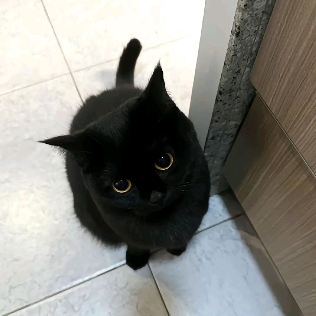 不是顺顺