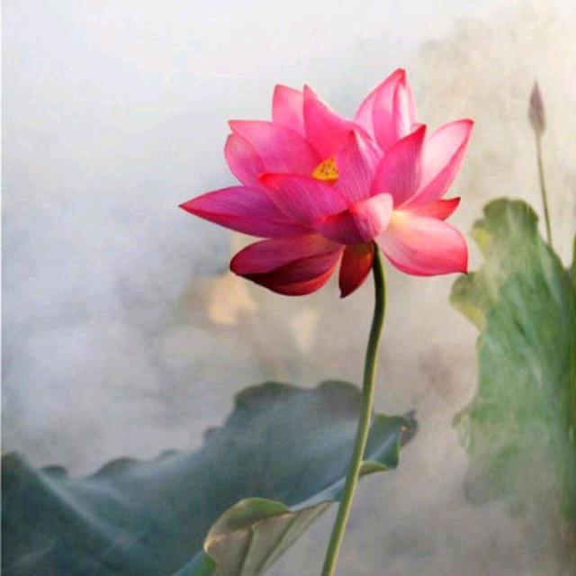 善缘阁🙏🙏🙏妙音