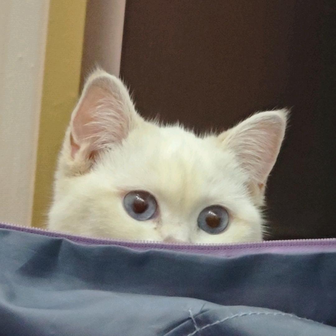 啵