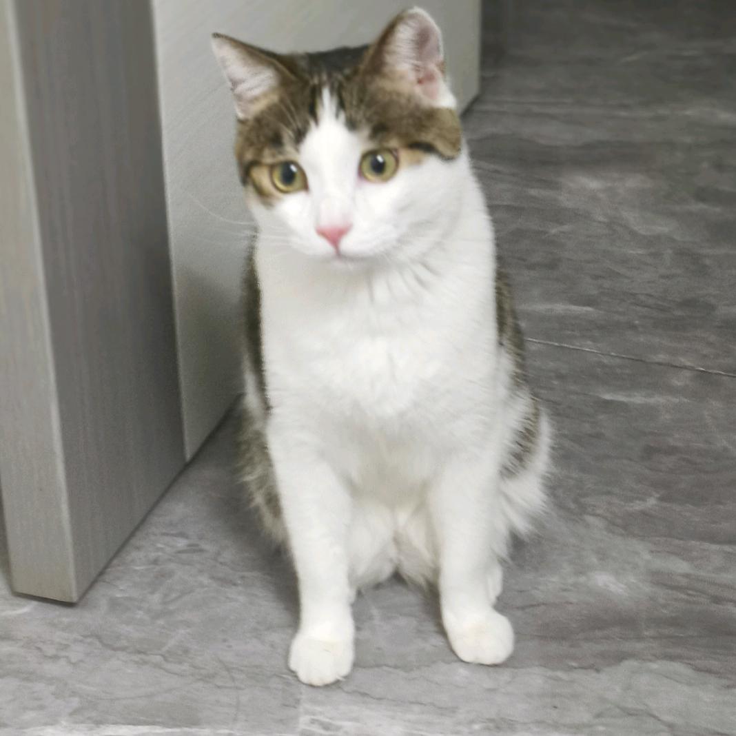 一只叫虎脑的猫🐱