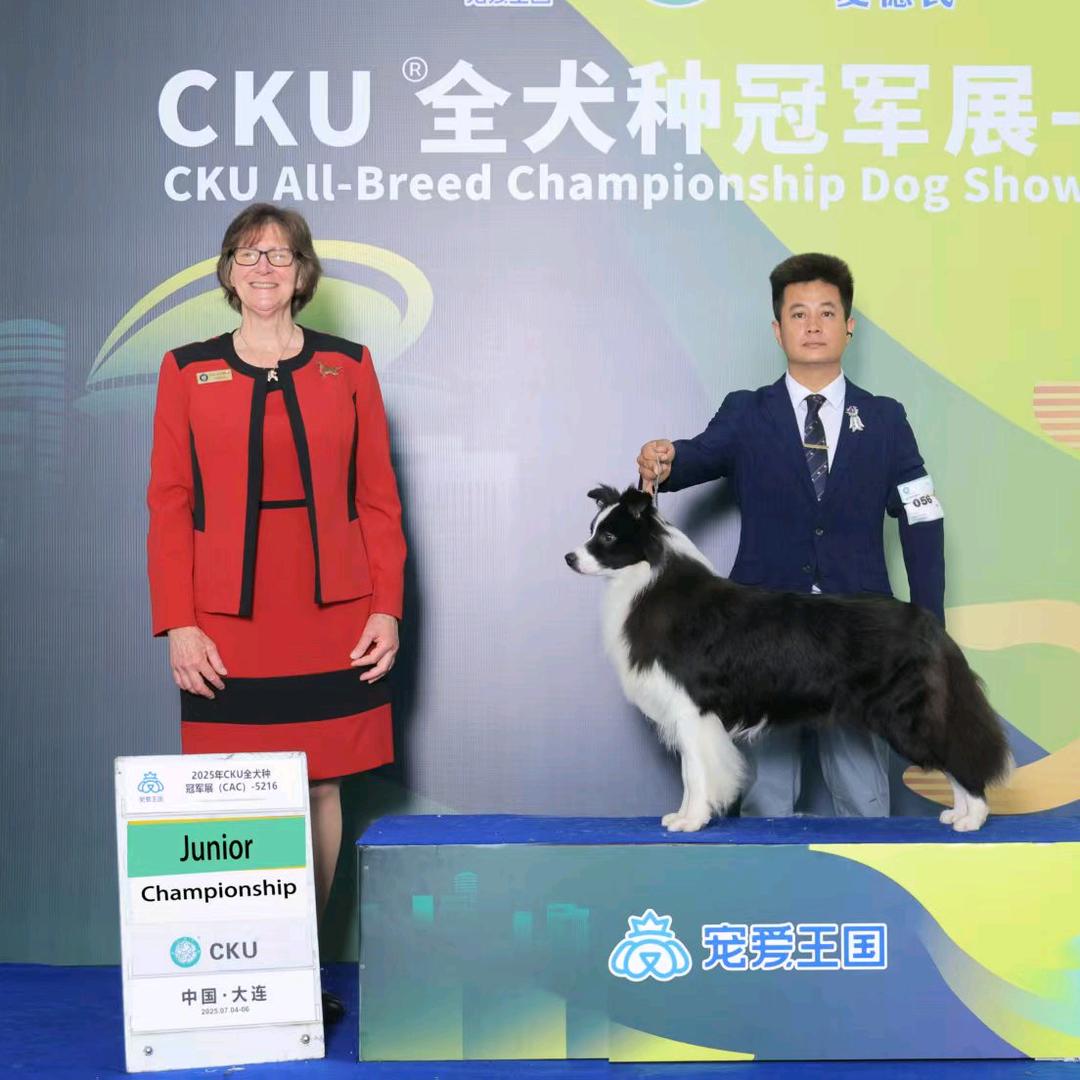 浙江稀有色边牧之家（CKU犬舍）