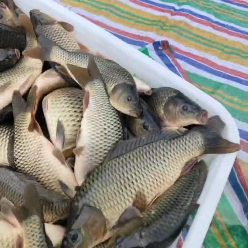 季丰休闲垂钓场