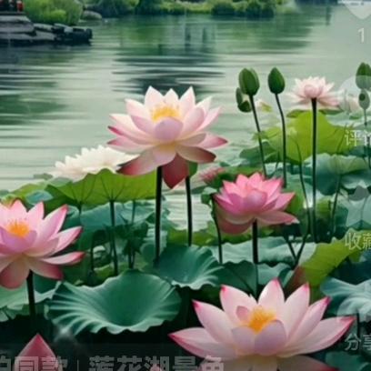 如意🌺