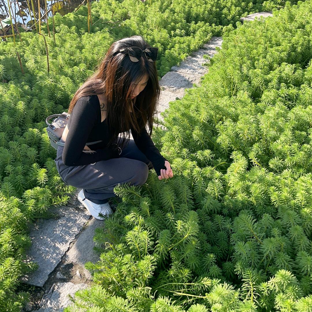 螺旋藻玉米窝窝头（谷香缘）