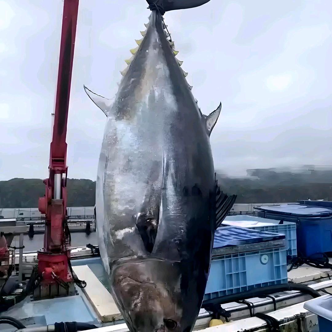 青花鱼福利专场