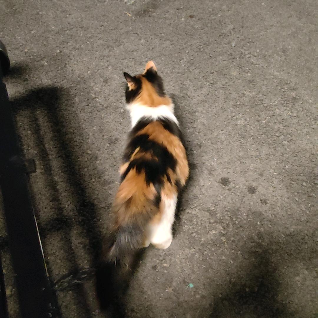 阿真