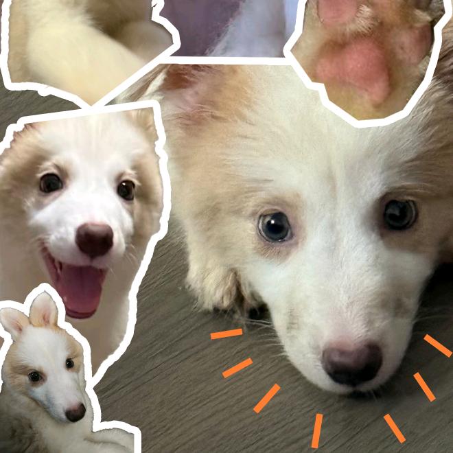 苞谷粑（无畏契约）