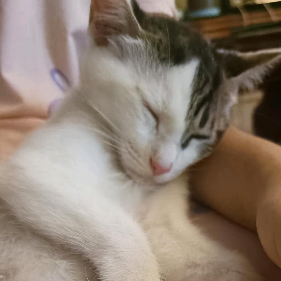 王大大