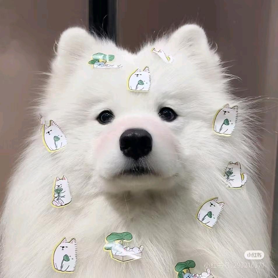去找啤梨