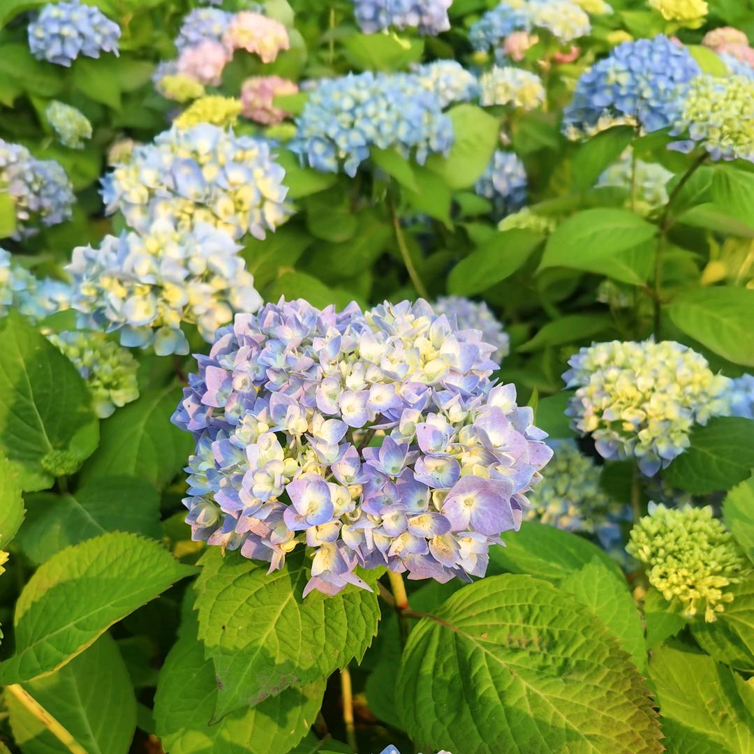 娟娟