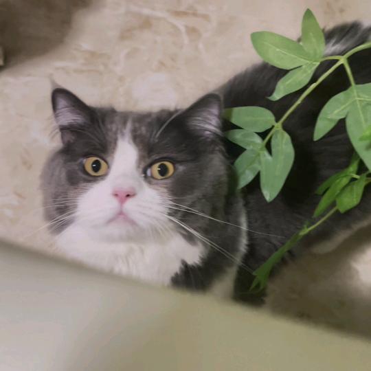 韩小寒的猫🐱