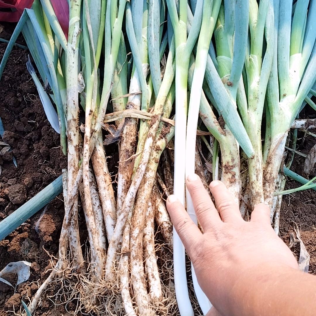 南阳大葱陈先生