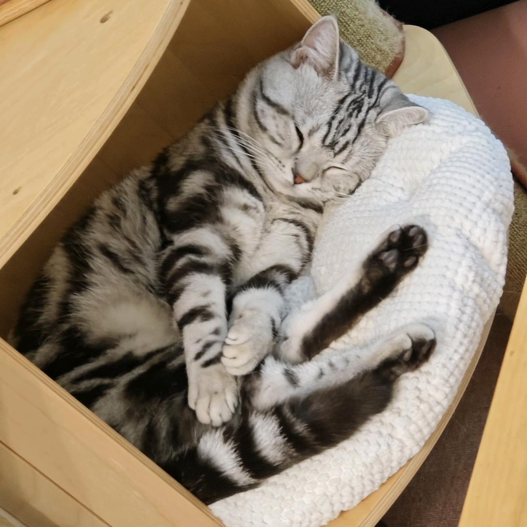 五只猫猫喵喵喵