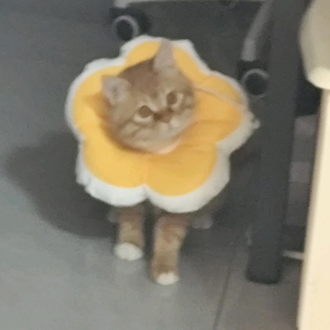 焦香小咪糖头像