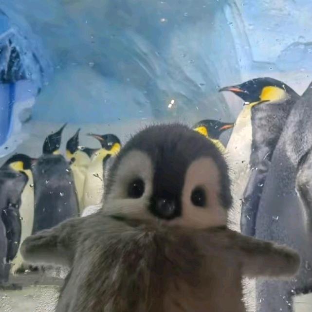 ❄️風咲白雪凜❄️