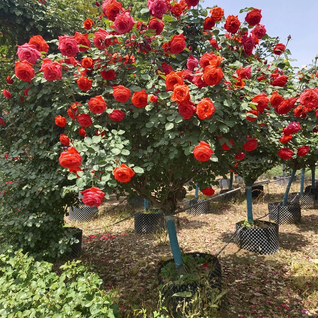 河南南阳龙升玉兰，月季，黄杨基地直销批发