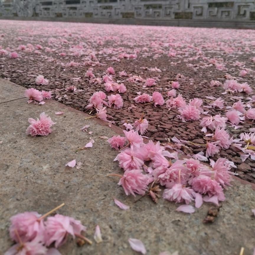 肥嘟嘟(〜￣▽￣)〜