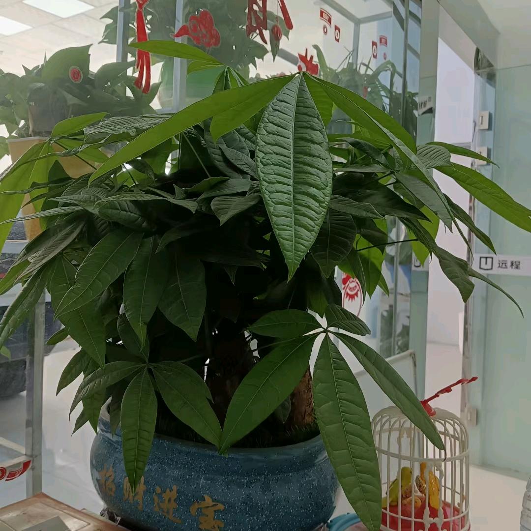 远程-喀什吉远店