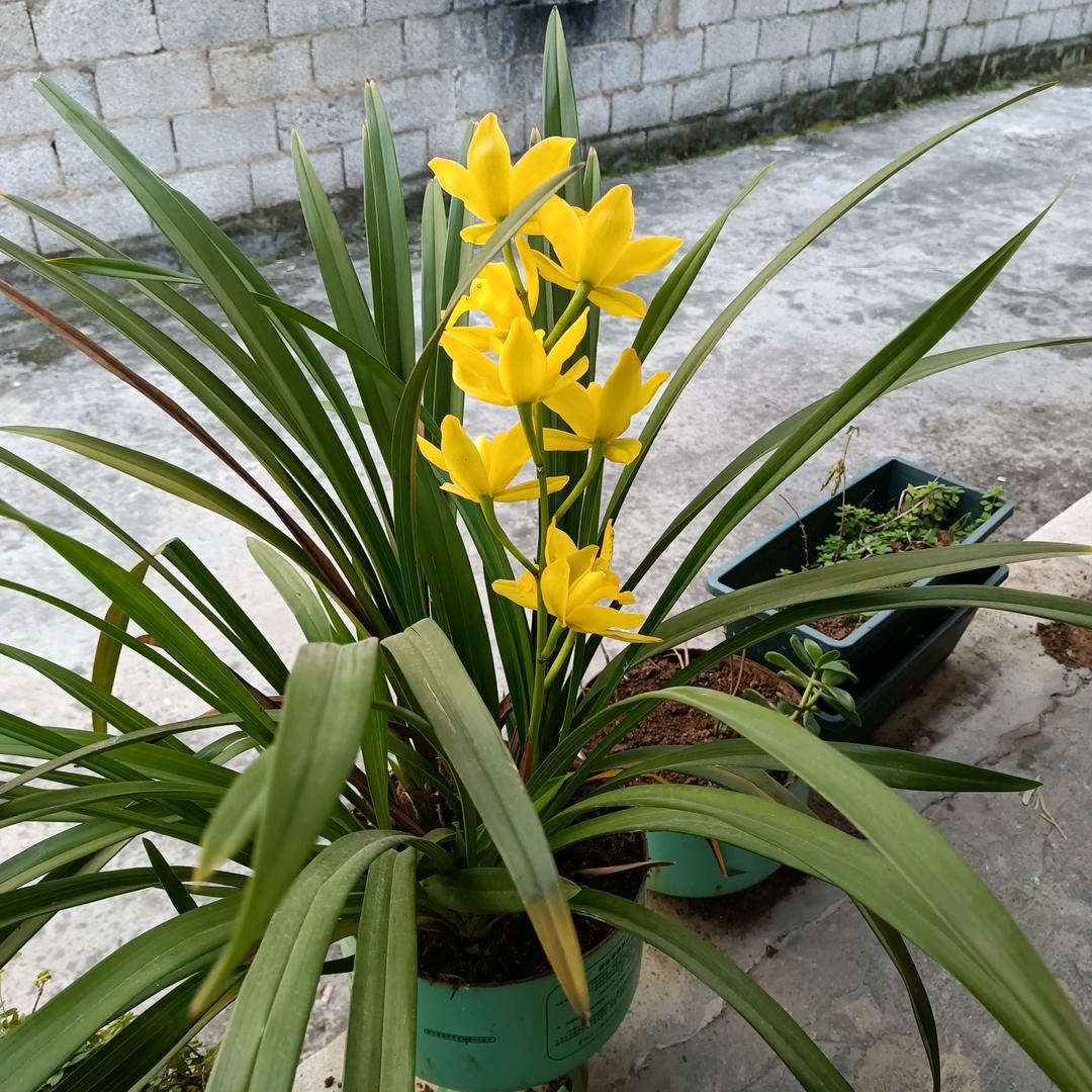 🍎🍎🍀🍀无言🍏🍏🌹🌹