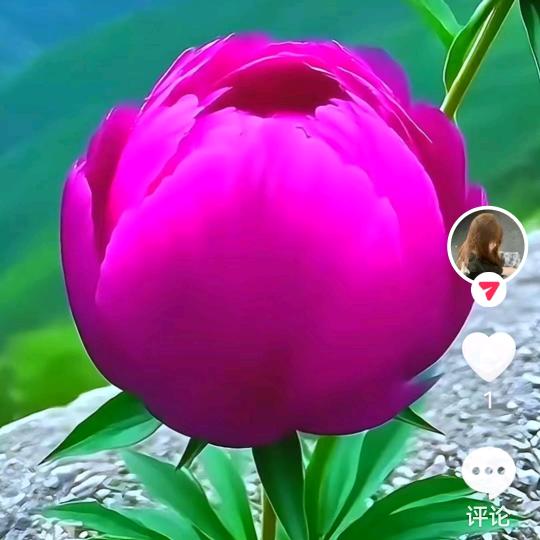 沈宜圆