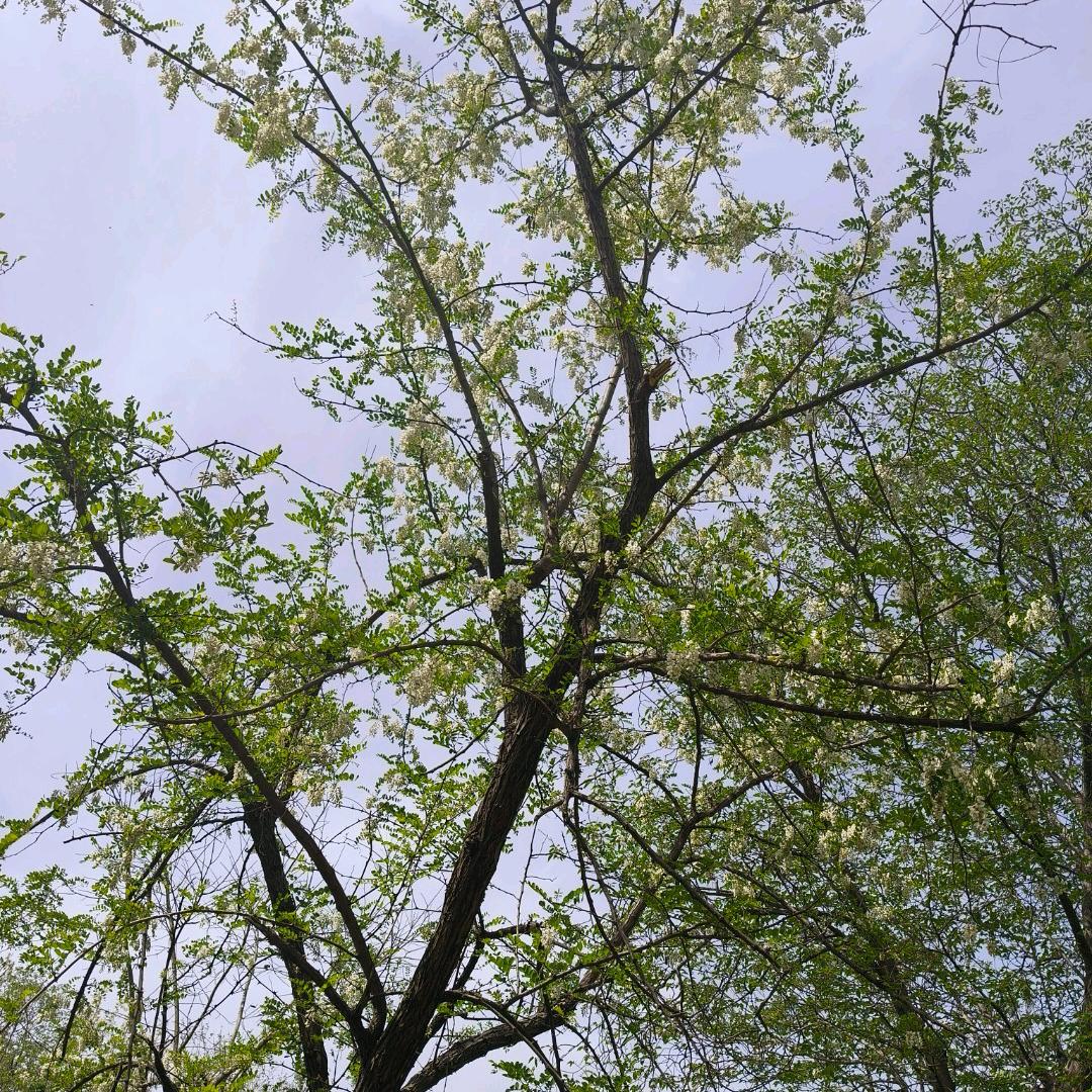 可爱☺丫头