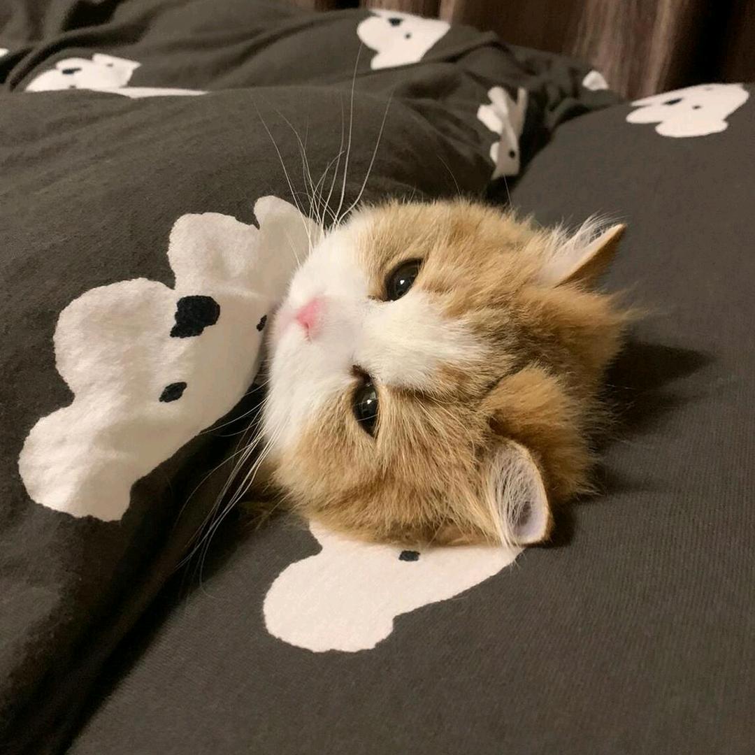 CN