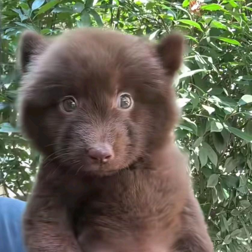 我就是奶龙我不玩蛋仔