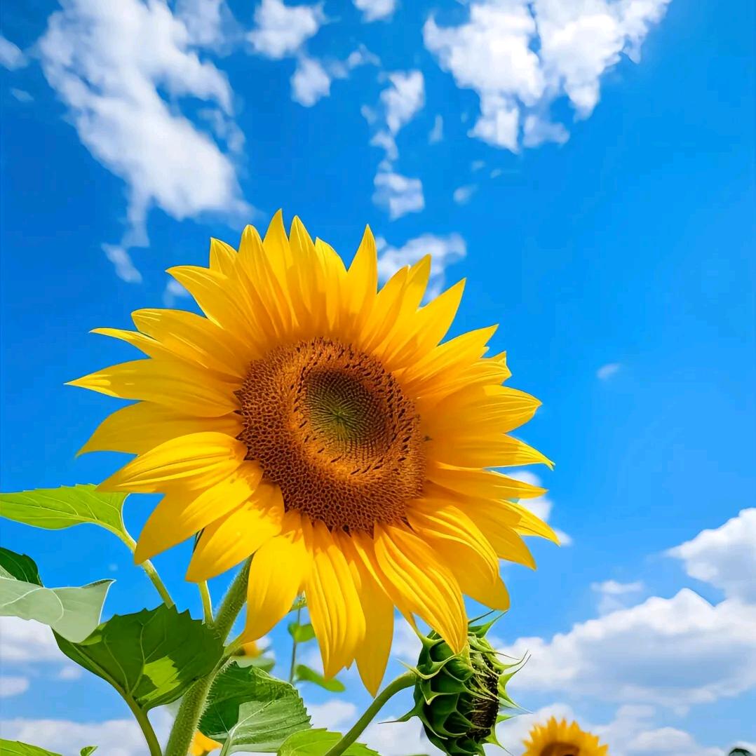 向日葵🌻